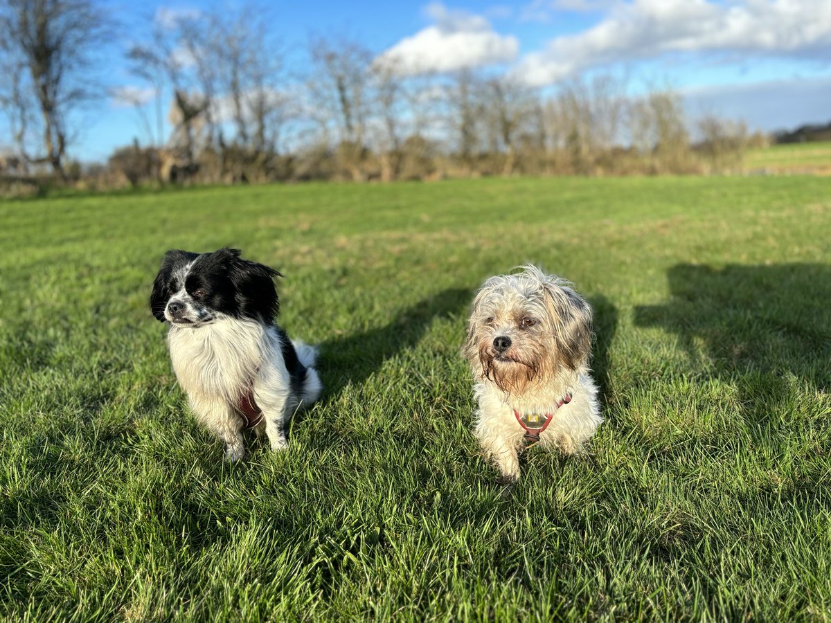 sophiejones0997's tweet photo. 🙂🐶🐶🐾🐾 Xx https://t.co/nLoM9qndzF