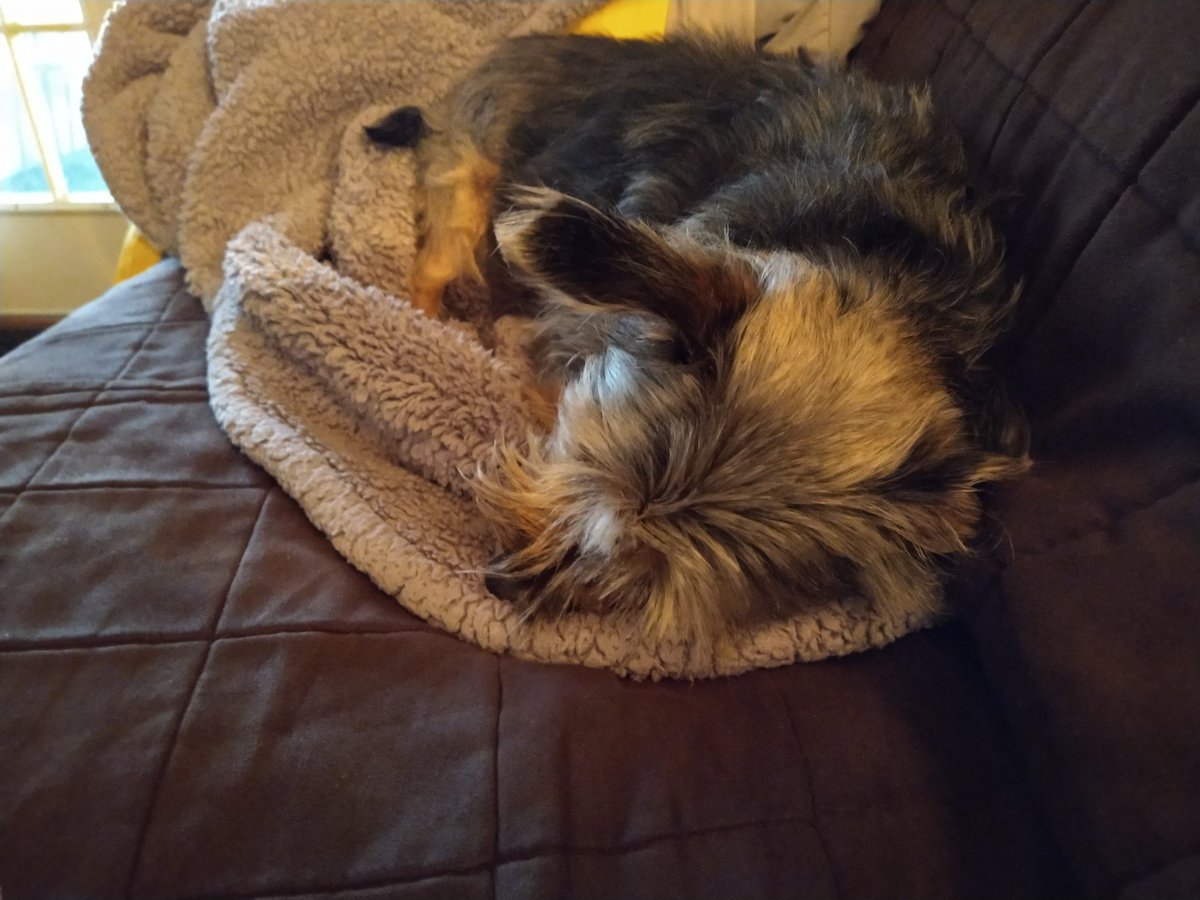 KLittleman33's tweet photo. #Zshq #squizzer #talkingtoneighborfurs
Chased a squizzer out of me yard, talked to furs across the culvert....now me taking a rest on sofa...But right by the door in case I'm needed! RaaAAA https://t.co/R3Aou8gZz2