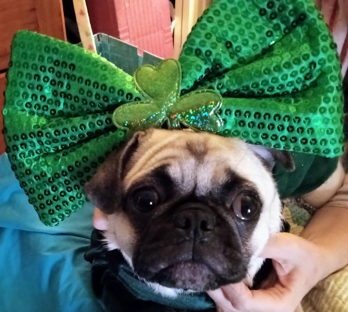 Happy St. Patty's Day.  Here's a pic of Princess Puggy a few days ago. I have in clover/shamrock earrings but too tired to take pics now. #StPatricksDay2024 #puglife #puglove #puglover #dogsoftwitter #dogsofx #puppies