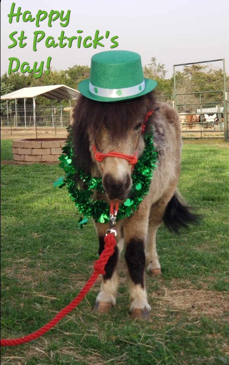 Wishing you all a happy and safe St. Patrick's Day. 💛☘️💛☘️💛☘️💛

#stpatricksday #stpatricksday2024
#cutehorse #horse #miniturehorse #sundayvibes #rescuehorses