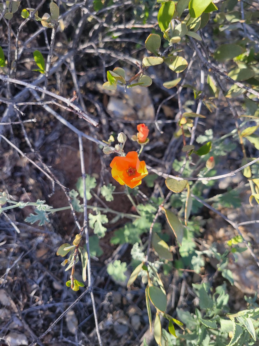 A very blessed and merry St. Paddy's from my *whole* family, from the McCuirtins to the Dodds, the Murphys, to the Conovers. The very beginnings of Old Pueblo wild flowers have come out for the occasion. 🍀💚🍀💚