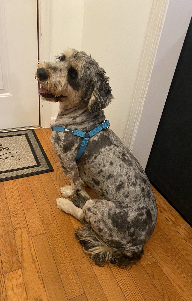 As my community knows from last nights stream that I was meeting doggo today. 

Meet Mo who just came home today! 💜 He’s a 2 yr old bernedoodle who’s a rescue & already a sweetheart. He loves the attention already as he adjusts to his new home life 🥹💜