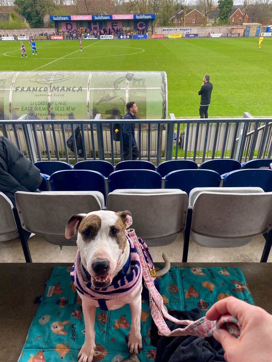 nonleaguedogs's tweet photo. Next up, Narla is back at @DHFC_W 
📸 @jack_gaches https://t.co/yqCRdQm7qD