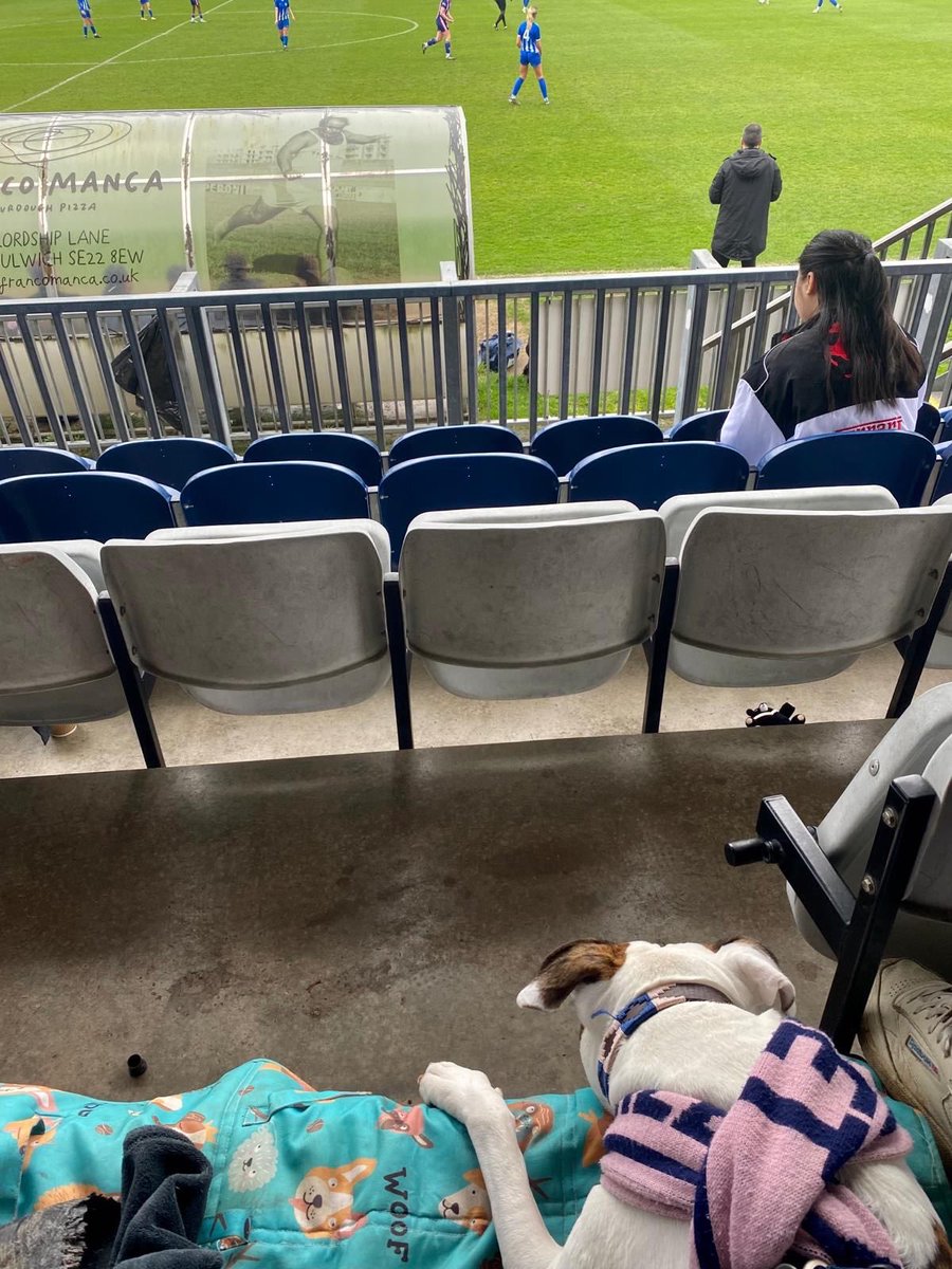nonleaguedogs's tweet photo. Next up, Narla is back at @DHFC_W 
📸 @jack_gaches https://t.co/yqCRdQm7qD