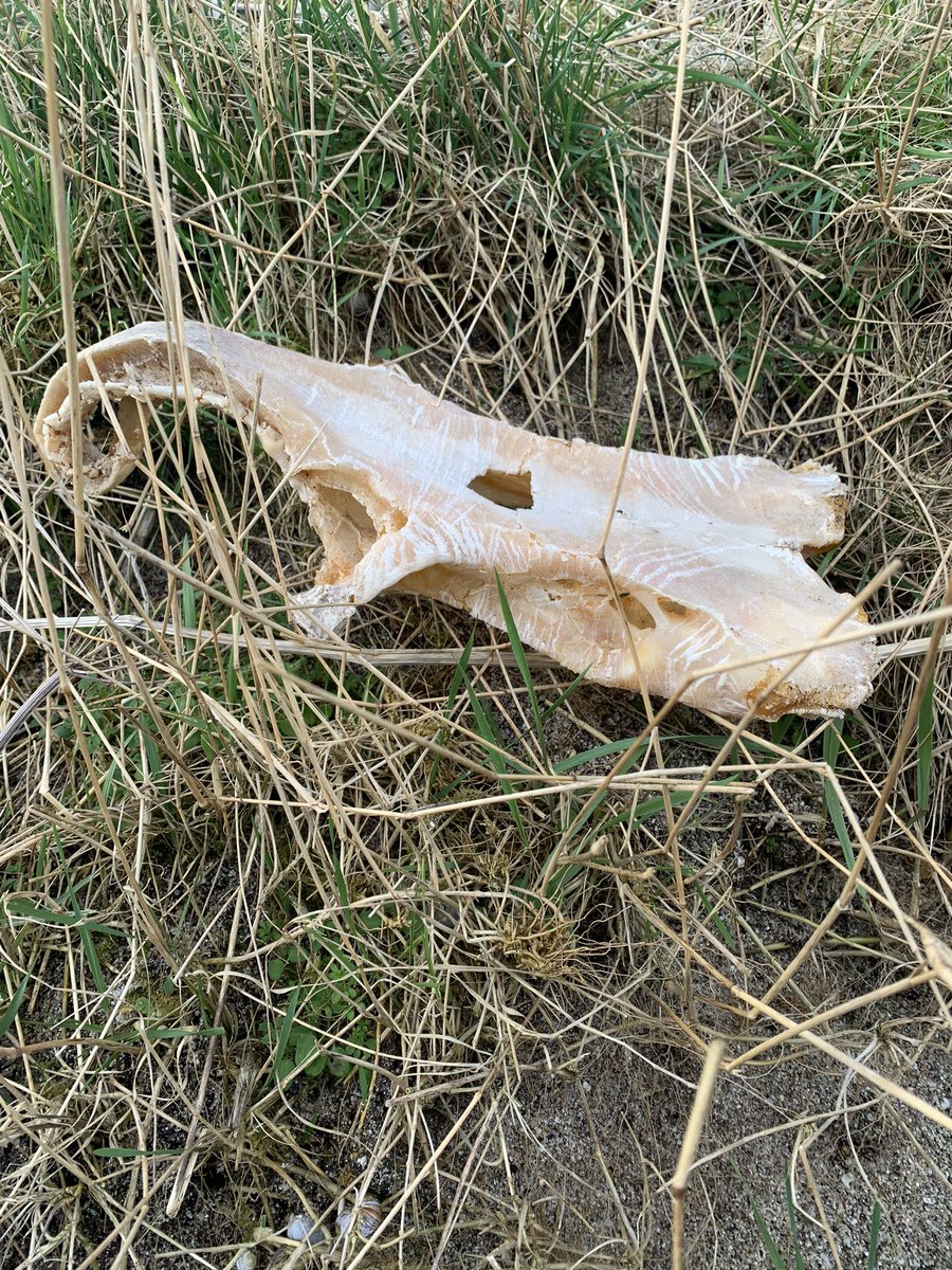 JulieRoss62's tweet photo. @FansSpringWatch what is this bone seen by the shore at John o’Groats? https://t.co/LyE8AtLcoj