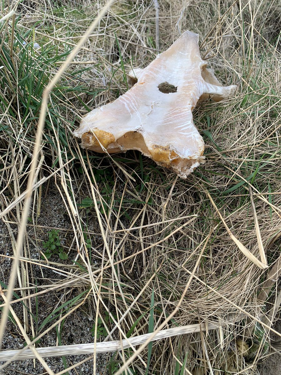 JulieRoss62's tweet photo. @FansSpringWatch what is this bone seen by the shore at John o’Groats? https://t.co/LyE8AtLcoj