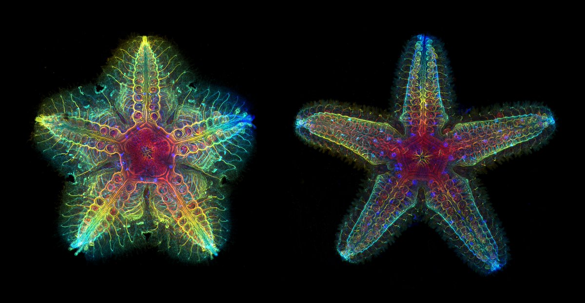 Have a look at See-Star, our new protocol for clearing of large, pigmented and calcified marine invertebrates that @natclarke8, @lab_lowe and I just posted on bioRxiv: biorxiv.org/content/10.110…