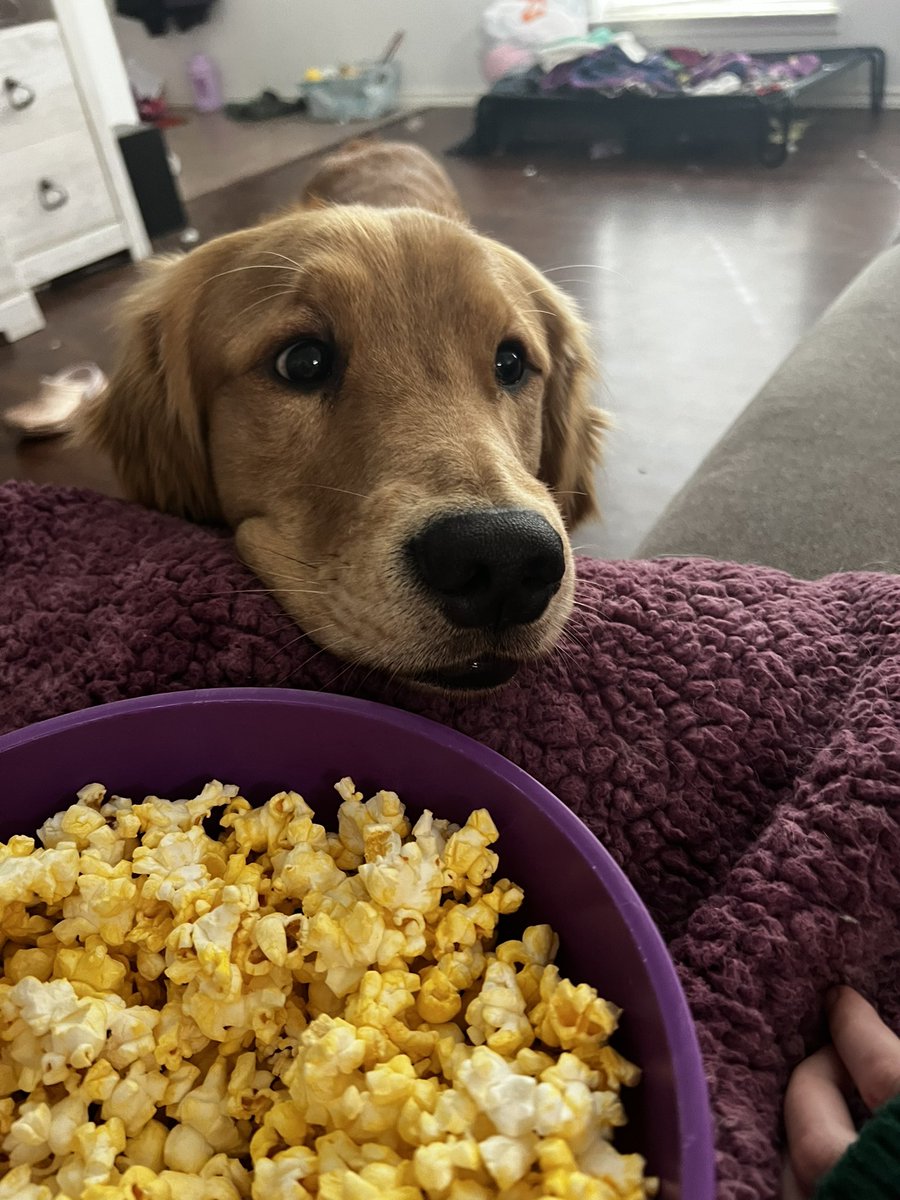 Sir, could you beg any harder? #GoldenBoy #goldenretriever #snacktime