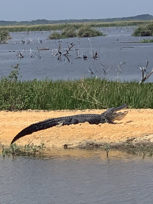I saw almost one hundred crocodiles &amp; alligators today!!! It was so cool! https://t.co/21Z3TrDl0L