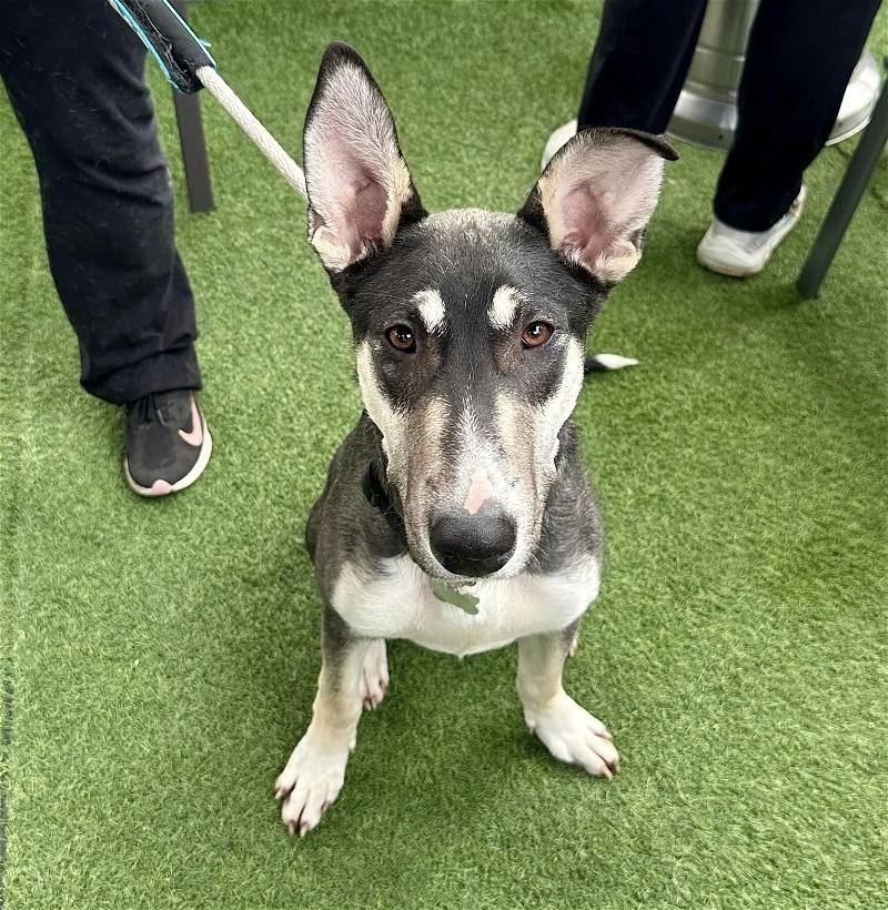 This is Eddie Ears, we don't know why they call him this 🤔 He is amazing, loves to play ball, fetch &amp; run. If you'd like to adopt Eddie or to see more of Eddie's adventures &amp; to  learn more about him, head on over to 
doggoneseattle.org/adoptable-dogs… 

#Dogs #PNW #Seattle #GSD