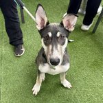 Photo by Dog Gone Seattle #Adopt (@DogGoneSeattle)