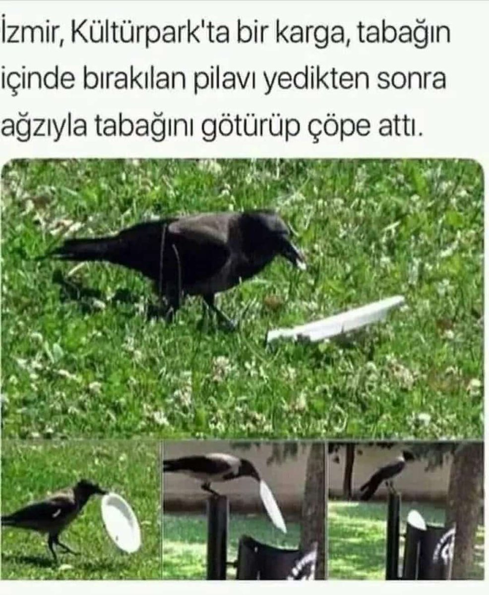 SerkanK16508934's tweet photo. Haber gerçek 
Şaka falan değil 
Bazı insanlar yedikleri herşeyi doğaya piknik alanına atıyorlar.
Bu da bir karga 🤔🤔🤔 pilavını bitirip çöpünü çöp kutusuna bırakıyor, https://t.co/Otk0Vyf568