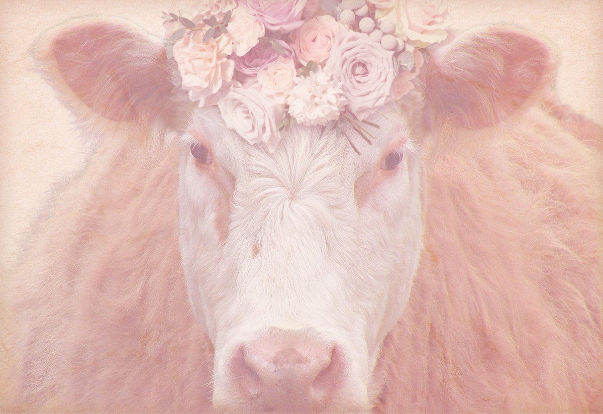 This lovely girl's name is 'Blossom' - the newest addition to my Chic Dream Collection on Fine Art America. micki-findlay.pixels.com/.../chic+dream…

#cows #flowers #whimsical #animalportrait #pink #vintageinspired #shabbychicdecor #feminine #bedroomdecor #mickifindlay #romantic #picture #wallart