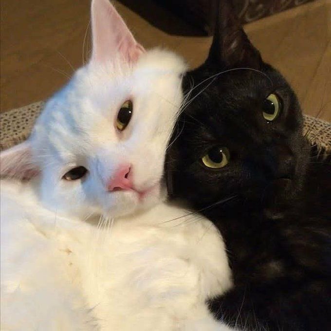 PhapPMU's tweet photo. ใช่สิ รักมันมากกว่าพีอ https://t.co/xw6pFMVXzC