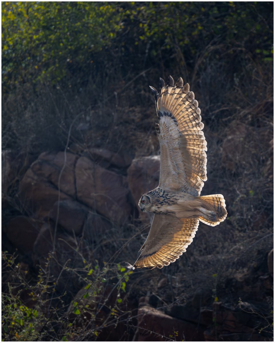 sangreal1980's tweet photo. The owlsome morning.

We love overwing feather patterns, checkout the ones on underwing.

Indian Eagle Owl
#nikonz9 with #nikkor500pf

#IndiAves #nikon #indianeafleowl #TwitterNatureCommunity #mybirdcards @HaryanaTourism @NikonIndia @UKNikon @birdsbeaknews https://t.co/0zd3yDNl7o