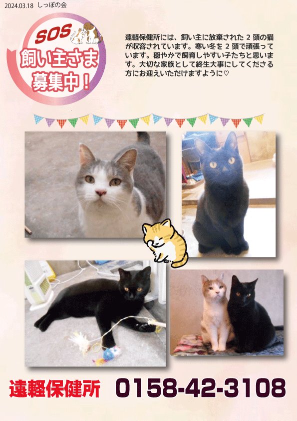 shipponokai's tweet image. ⚠️保健所情報全道130頭/飼主探しノート全道327頭
遠軽支所には、飼い主に放棄された2頭が出会いを待っています。収容から4か月が経ちました。お互い毛繕いし合って仲の良い子たちです。暖かいお家でのんびり過ごせますよう…。
紋別保健所遠軽支所：01584-2-3108
okhotsk.pref.hokkaido.lg.jp/hk/mth/wanneko…
＃保健所