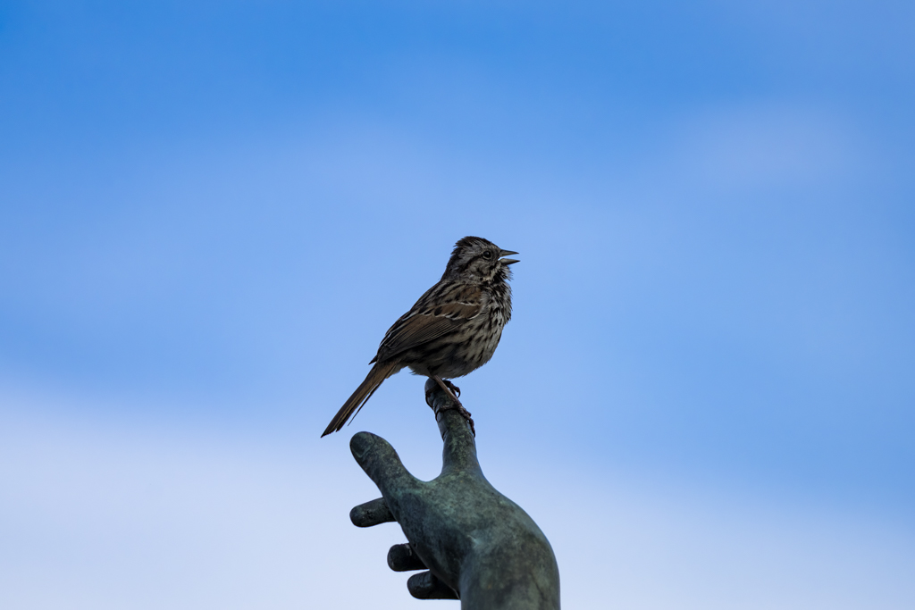 ShutterBison's tweet photo. Too the Point #shutterbison #birdwatching #photograghy #wildlifephotography @TheHuntington https://t.co/AmVGSJEeCI