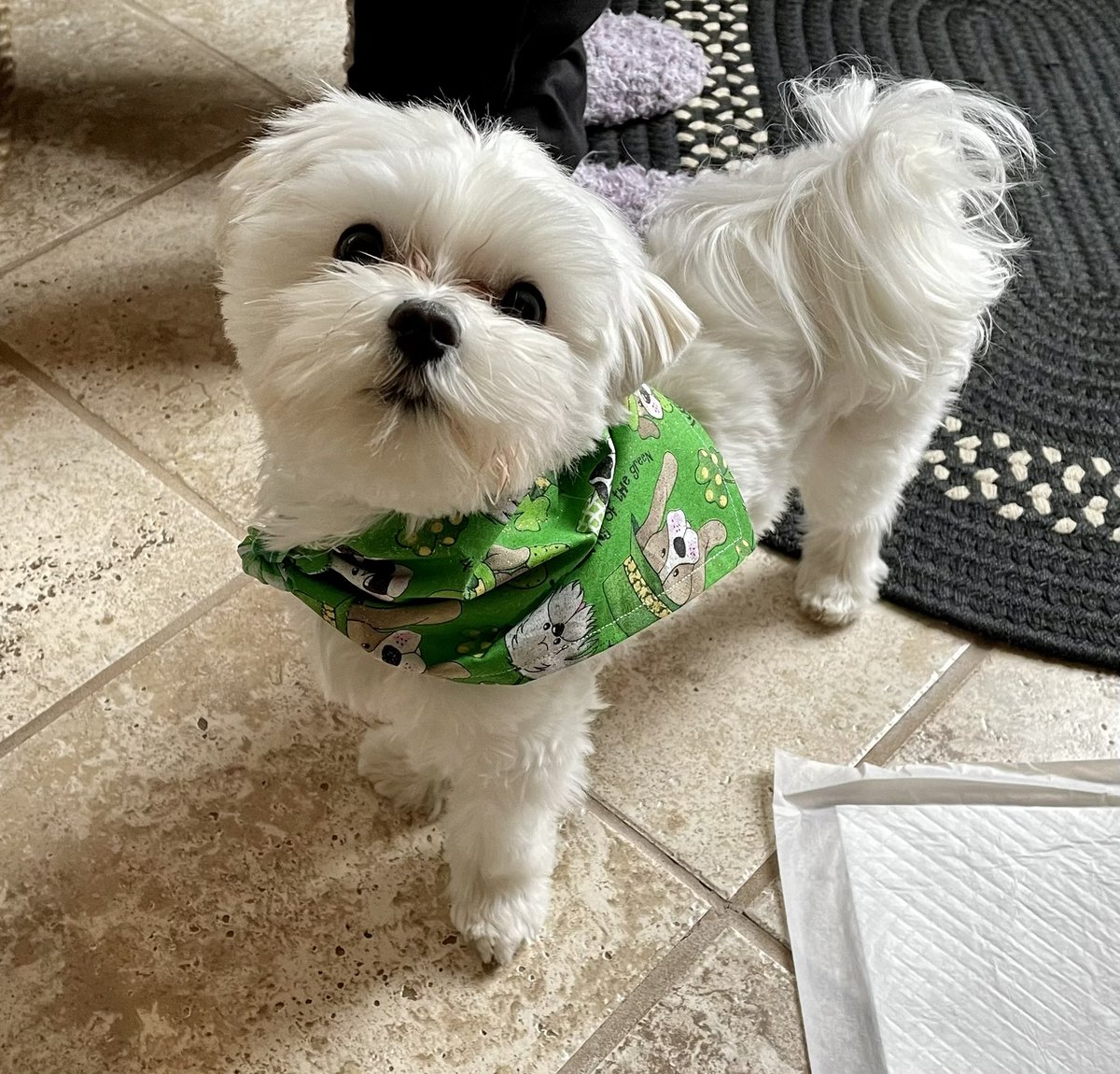 Happy #StPatrickDay #Clover #Bandanna #Blessed #PotOfGoldDay #Georgie