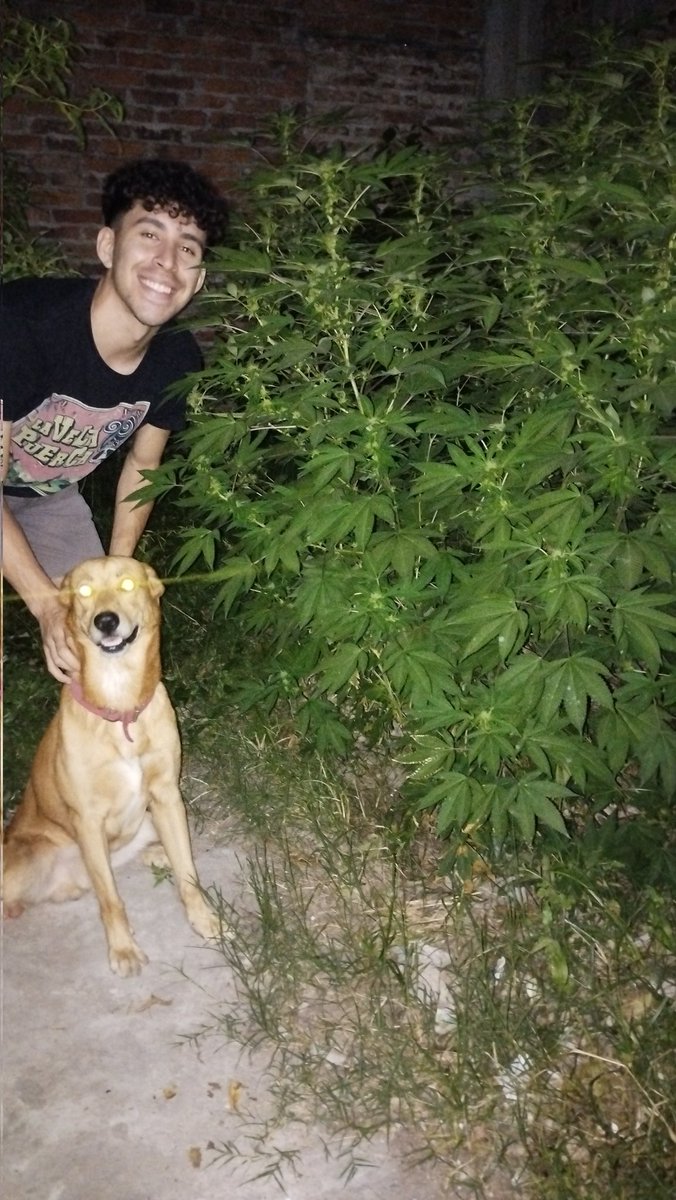 Feeer_Vera's tweet photo. trasplante una planta como la de macetita blanca a tierra para ver qué onda y un tiempito después: un arbusto 🥺🥰 le faltan algunas ramitas igual porque alguien se las come,,,,🐶😂 https://t.co/4wgWQ8KGpX