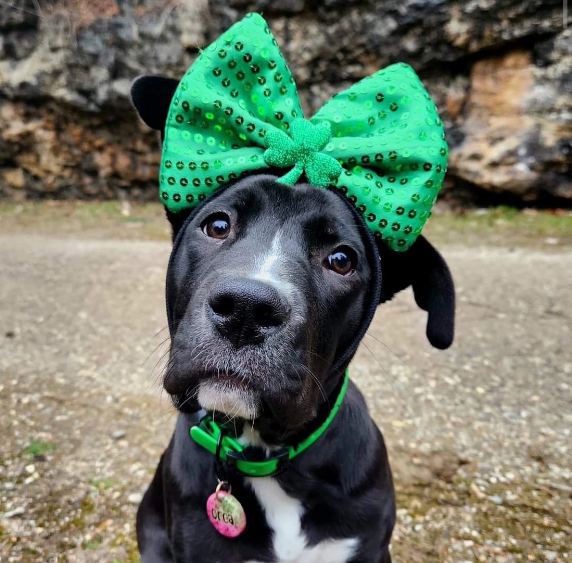 🍀Happy St. Patrick’s Day from adoptable Orca 🍀