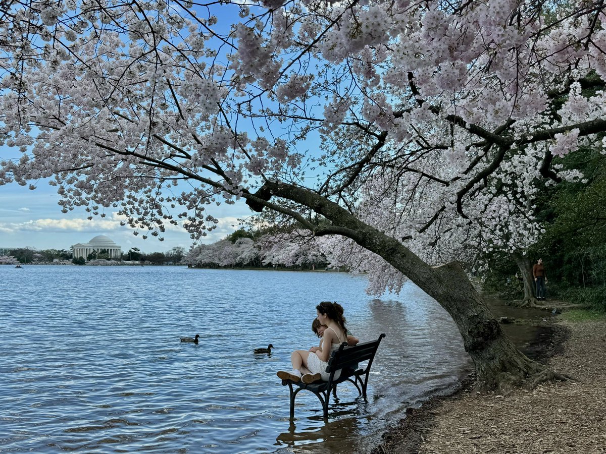Cherry Blossom at full bloom 🌸 at Tidal Basin
Tidal Basin近くも桜満開で最高🌸

#tidal #tidalbasin #cherryblossom #sakura #washingtondc #washington #dc