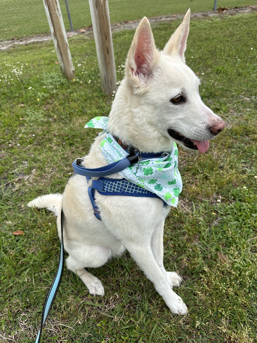 emmaskid7's tweet photo. We hope everyone is enjoying St. Patrick’s Day! We had two park walkies today and yummy corned beef! Our hockey team lost 🥲, but otherwise a fine day! ☘️🐾🇮🇪
#HappySt.Patrick’s Day! https://t.co/oUMd7P2eoT