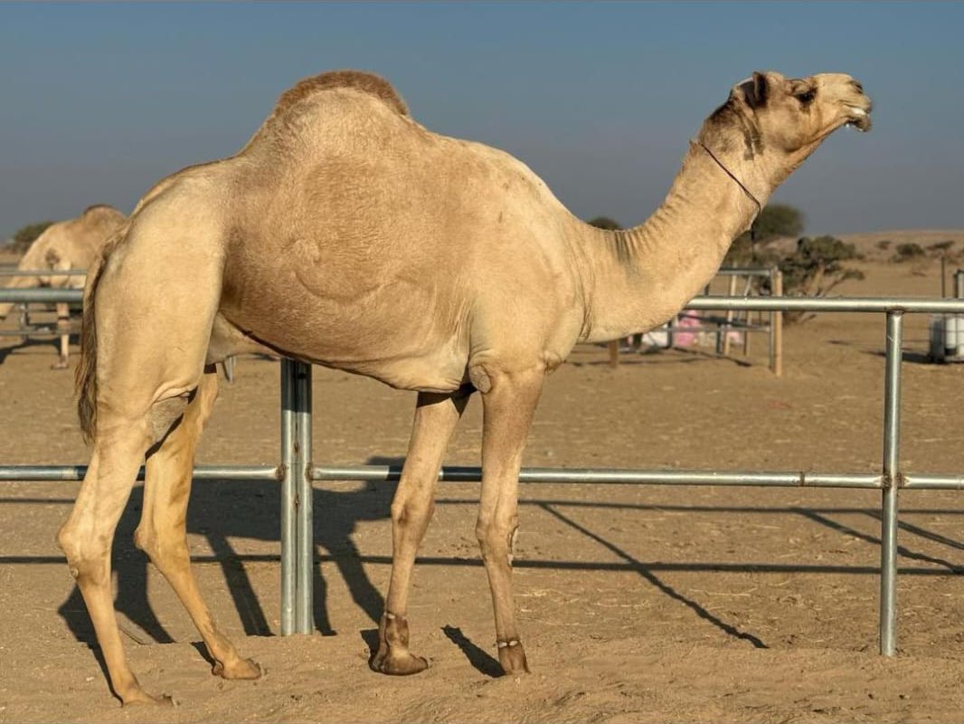 سكر بعير هلال راشد الشكيلي 
الاب سكر العاصفه 
الام بنت منادي بعير الشيخ محمد بن راشد 
موقعه عمان ( عبري )