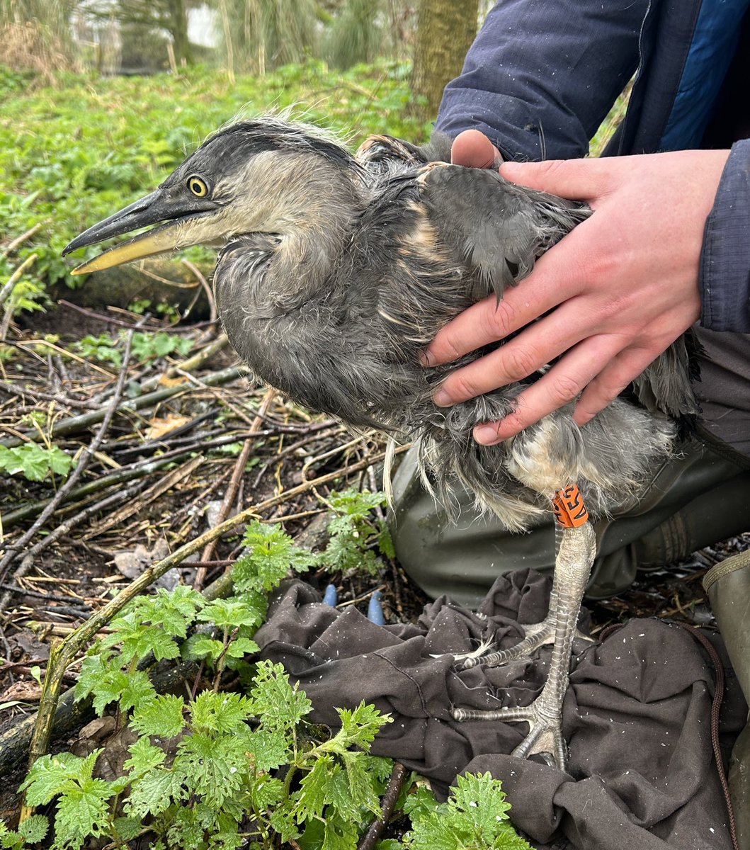 Another new project started this year. Grey Heron is a Qualifying Interest for Cork Harbour SPA so we are targeting heronries around the harbour to get information on dispersal, longevity and how individuals use the estuary @_BTO @NPWSIreland @BirdWatchIE @_EURING