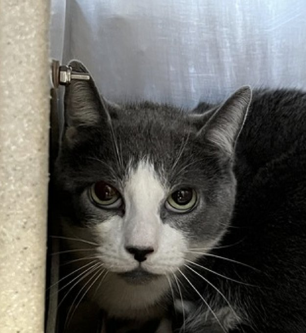 PeterAskin1's tweet photo. It really grieves me to have to say
dear "Scraggles" is closer to killing day!
NYC ACC have a callous disregard
but to save them we try so hard!
On the dreaded *EPL list today
so please adopt & spirit her away!
Or pledge if you can & share
& we'll get her out of there! 🙏
https://t.co/v9B4VXDhQ9
#Pigoneer @LOVE_CATS_ONE @MolBio_Cat