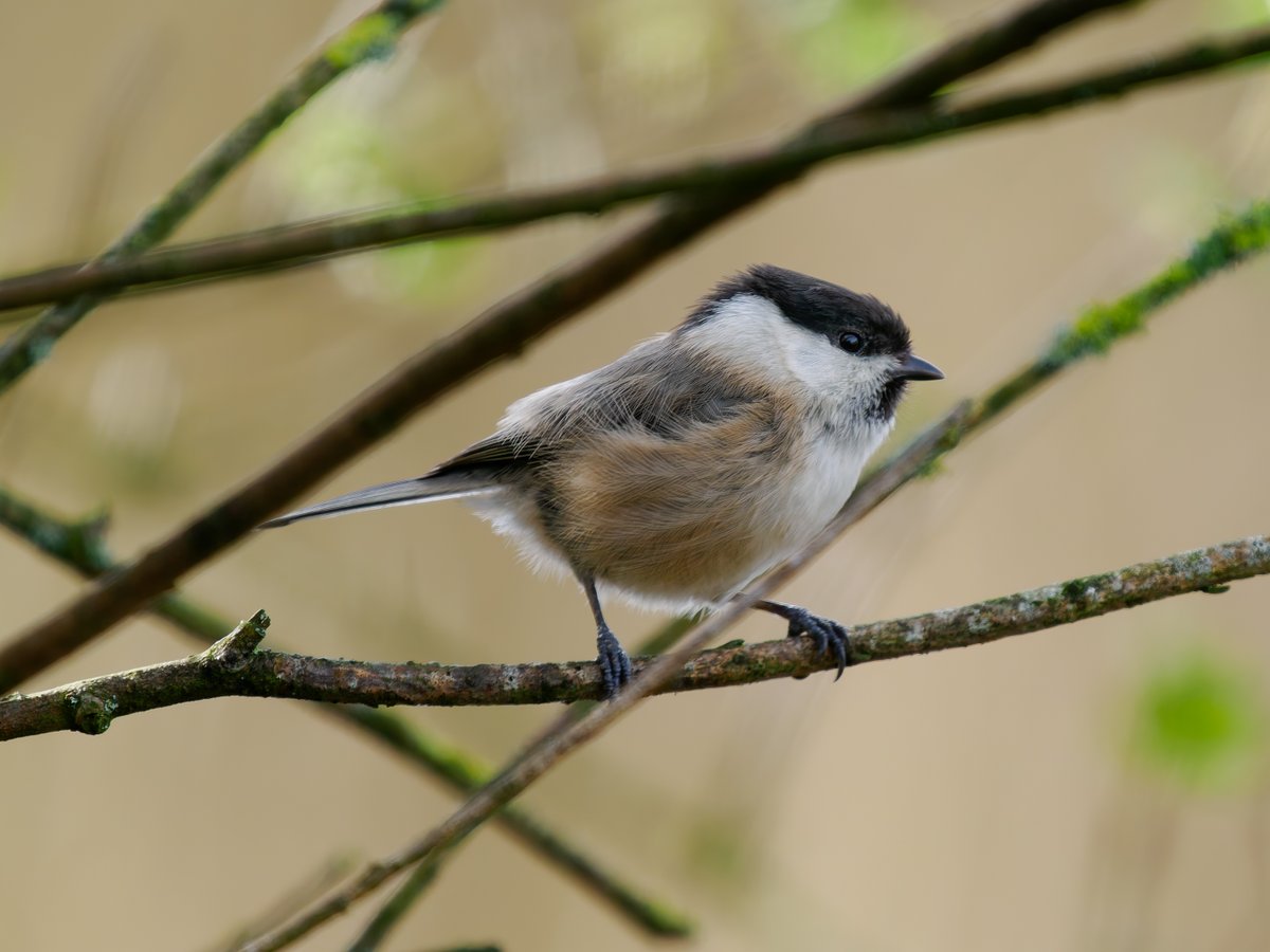Nice to spot a pair of Willow Tits back at the WLC at @STWCarsington @Derbyshirebirds @DerbysWildlife