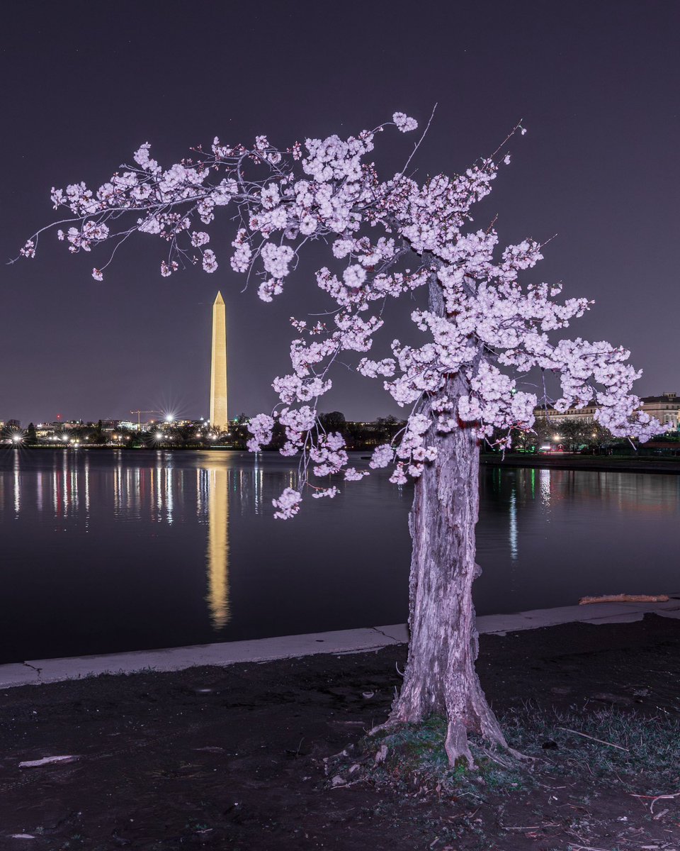 🌸DC Cherry Blossoms in Peak Bloom mode now. 🌸 #WashingtonDC #TidalBasin #CherryBlossoms #SpringIsHere #NightPhotography @TheNationalMall @NationalMallNPS @SonyAlpha @spann @abc7gmw @capitalweather @CherryBlossFest @dcstormchaser @fox5dc @TuckerFox5 @JimCantore @CapitalPhotog