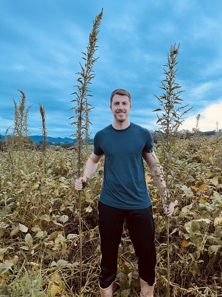 Luan Cutti (@cuttiluan) on Twitter photo Collecting Amaranthus hybridus samples for <a href="/estefsulzbach/">ESTÉFANI SULZBACH</a>’s PhD project. Note: I’m 6.3 tall.
The glyphosate resistance (EPSPS triple mutation) is spread in Southern Brazil.
Find out our recent paper:
doi.org/10.1017/wsc.20… Collecting Amaranthus hybridus samples for <a href="/estefsulzbach/">ESTÉFANI SULZBACH</a>’s PhD project. Note: I’m 6.3 tall.
The glyphosate resistance (EPSPS triple mutation) is spread in Southern Brazil.
Find out our recent paper:
doi.org/10.1017/wsc.20…