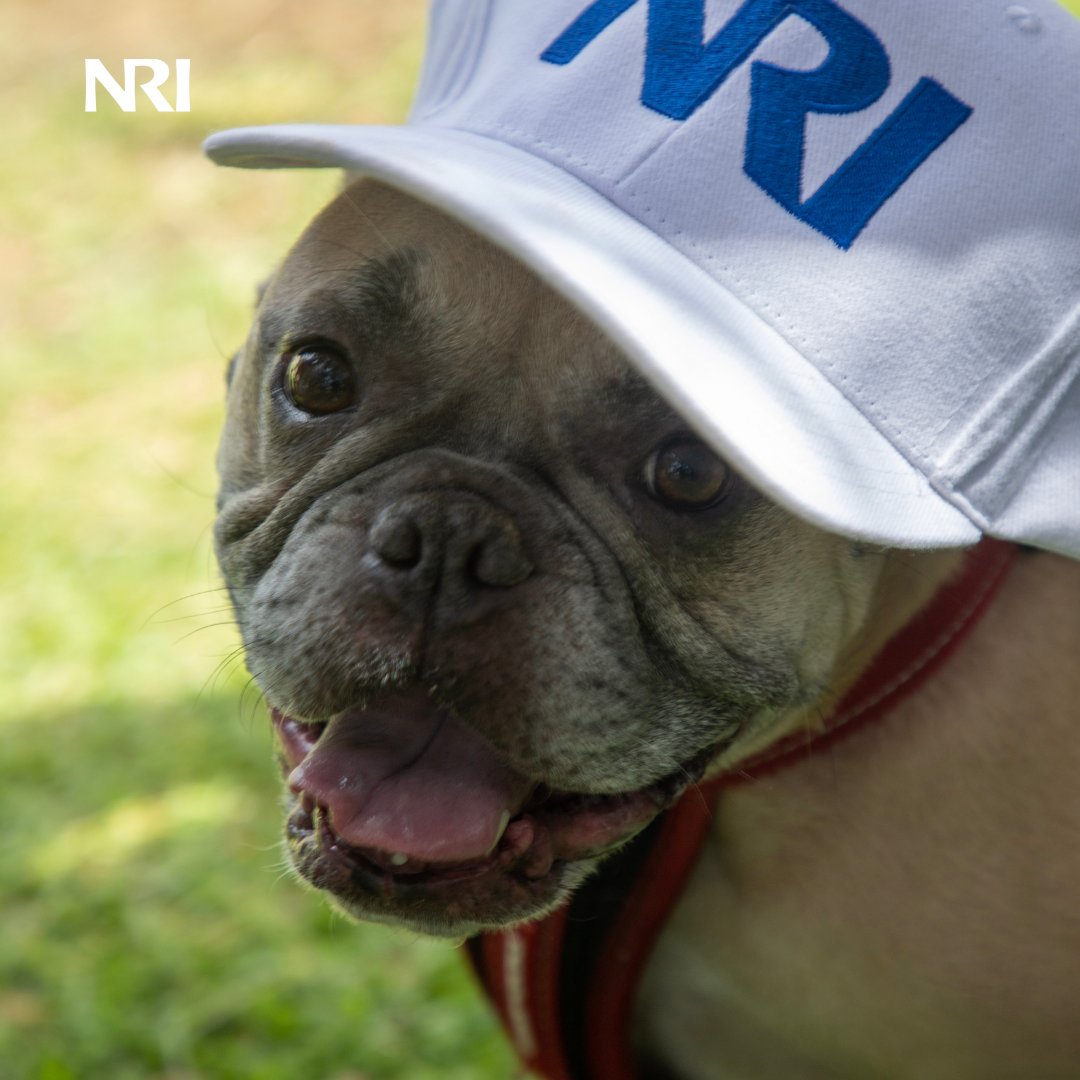 Enjoying the sunshine, some of our crew in Perth (and a few furry friends) met up in Wellington Park for a meeting of the minds and a sausage sizzle. ☀️🌭