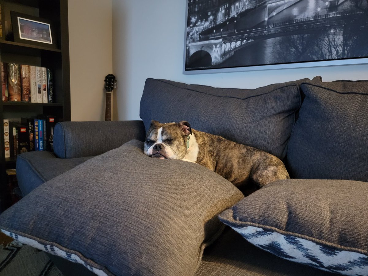 Who owns the house. He does. Lol 

#Bulldog #Kingofthecastle