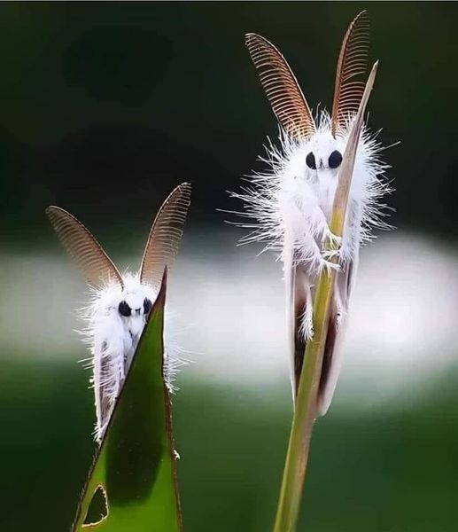 갈색다리 봄빅스(Euproctis chrysorrhoea)
그들은 작은 요정처럼 보입니다! 🧚🏻‍♀️🤍
📸: @maryengelbreit