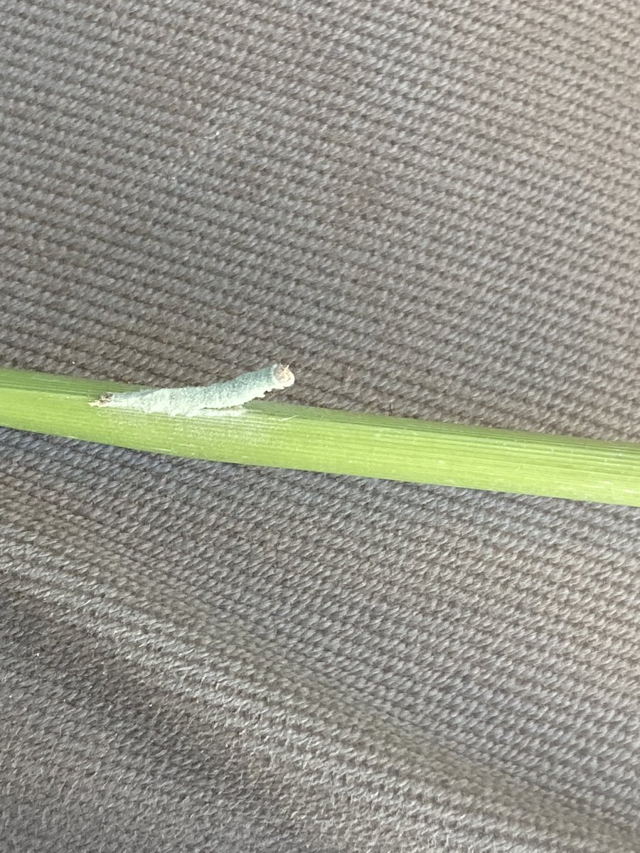 Collecting barnyard samples for NSW seed survey and finding masses of praying mantis eggs and heaps of Armyworms covered in mould. #Rice