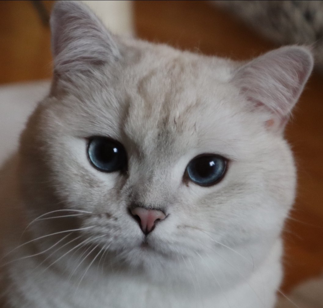 If nobody told you this today…
Peepo is proud of you!🐱
You are doing great❤️
Whatever is going on I know you’ll get thru it✨