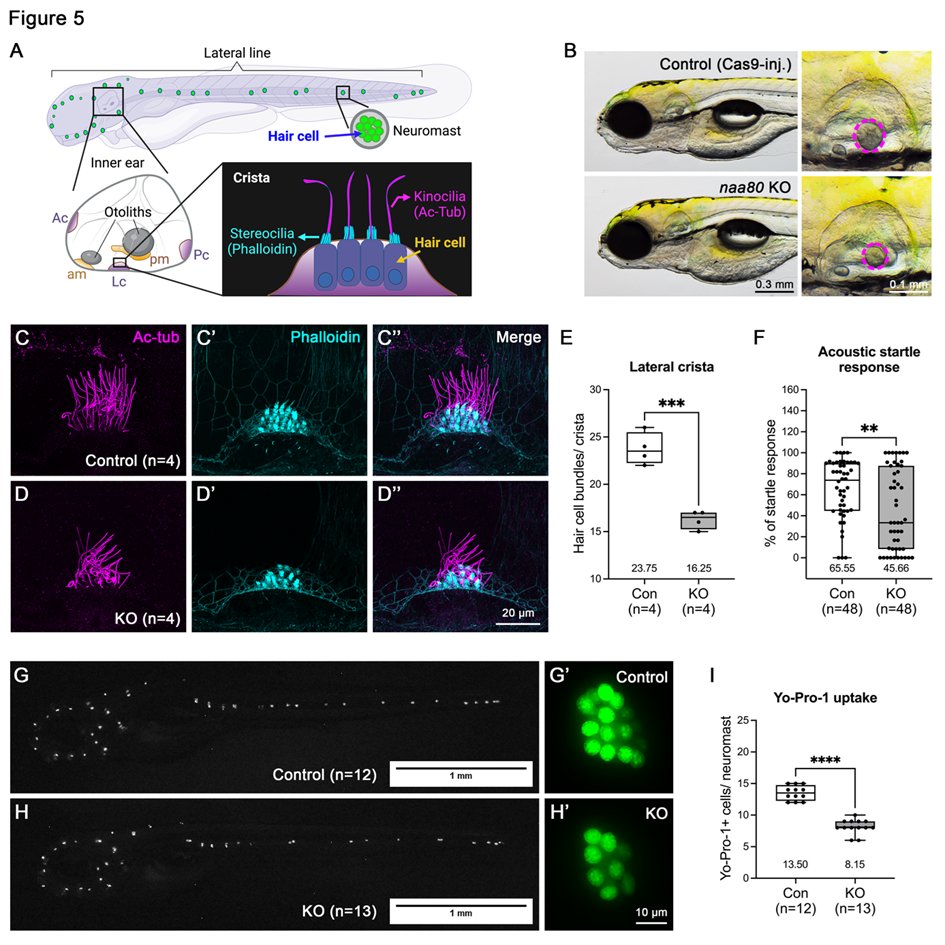 Actin N-terminal acetylation is essential for normal hearing. First NAA80 KO animal model. NAA80 acetylates all zebrafish muscle and non-muscle actins in vivo. Thx @rasmusree @ShengJiaLin9413 @varshneylab @proteintermini @ERC_Research @medofak_uib biorxiv.org/content/10.110…