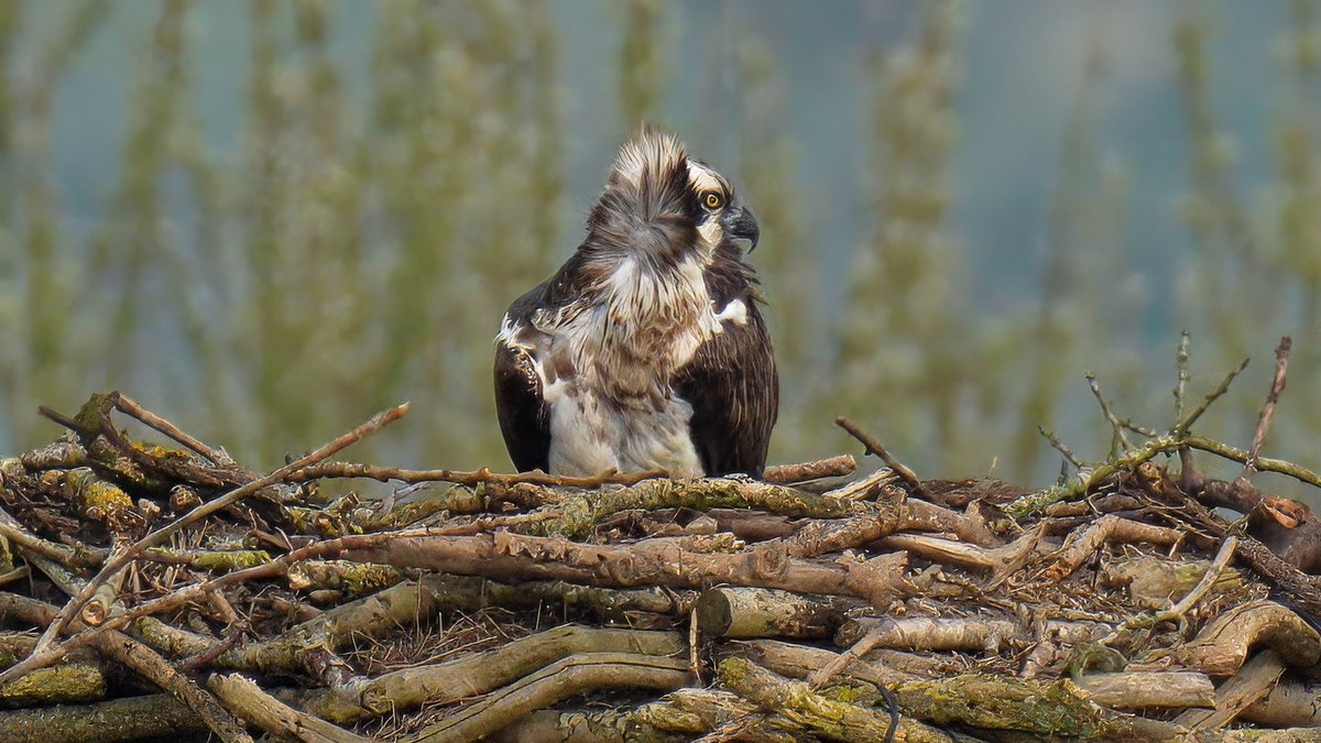 So last couple of days were spent at @RutlandWaterNR and great to see Maya returning again with 33. An overly cropped photo I admit but good to see she has arrived home safely @RutOspreyImages @R