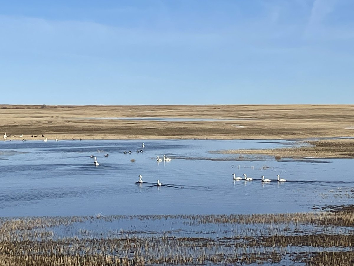 Swans passing through #swSask on spring #migration.