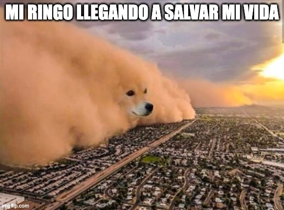 efectoringo's tweet photo. ¡Los momentos más hermosos son cuando tu perro llega a salvar tu vida llenando tu ropa de pelitos y tu cara de lengüetazos! 🐾❤️

 ¡Esa conexión especial no tiene precio! https://t.co/5dHCDx3SA5