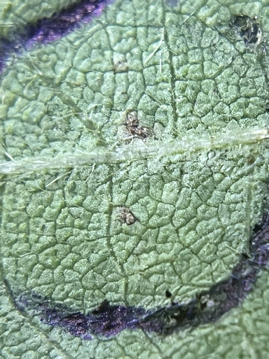DeEstudiolab's tweet photo. El clima dió un poco de tregua y salimos atrás de la roya 🤣, creemos con @NicoVazquezJ que logramos la identificación a campo… https://t.co/z8hkAb2EVm