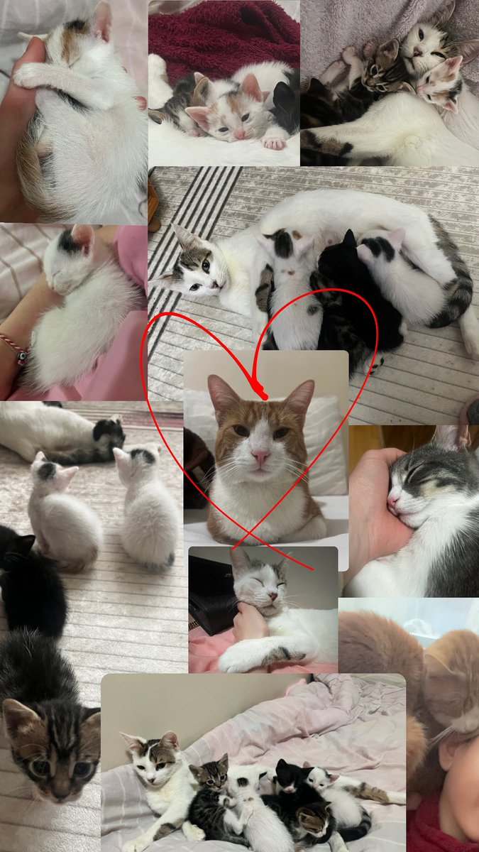 yesseyma's tweet photo. Kedisiz bir yaşam düşünemiyorum 🥹😻 https://t.co/vRWm8ErMfH