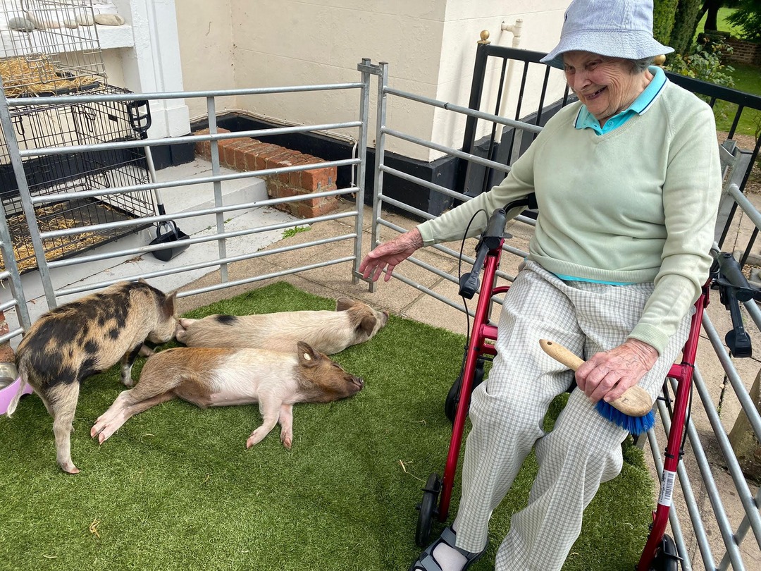 Our show pigs love to meet people, and we love educational, therapeutic, family and corporate functions! In the pic Bambi Kingsley and Sven are meeting residents at a care home. Email office@kewlittlepigs.com if you would like to book a visit! #showpigs #micropigs #therapigs
