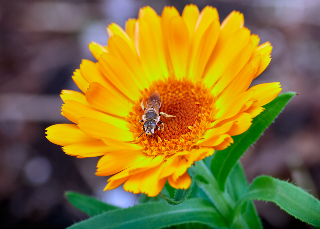 lowbassphotog's tweet photo. This bee is using this flower as a bean bag chair...
#ligatedfurrowbee #sweatbee #bees #wildlifephotography #macrophotography #insectphotography #photography #appicoftheweek #canonfavpic #captureone https://t.co/W3M9dYUYFk