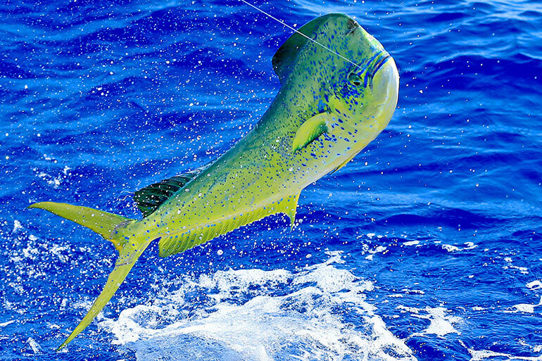 This is our favorite shade of green! Happy St. Patricks Day from all of us at Florida Sportsman! ☘️ #floridasportsman #mahimahi #dolphin #stpatricksday