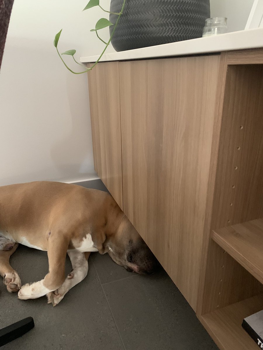 DiannaConstant2's tweet image. Hey pals. It’s been a minute. Sorry we’ve been missing in action, but it seems life is getting in the way of life.
This is me yesterday, having a snooze in another awkward position, despite having a number of perfectly functioning beds in the house. 😂🙈🤪