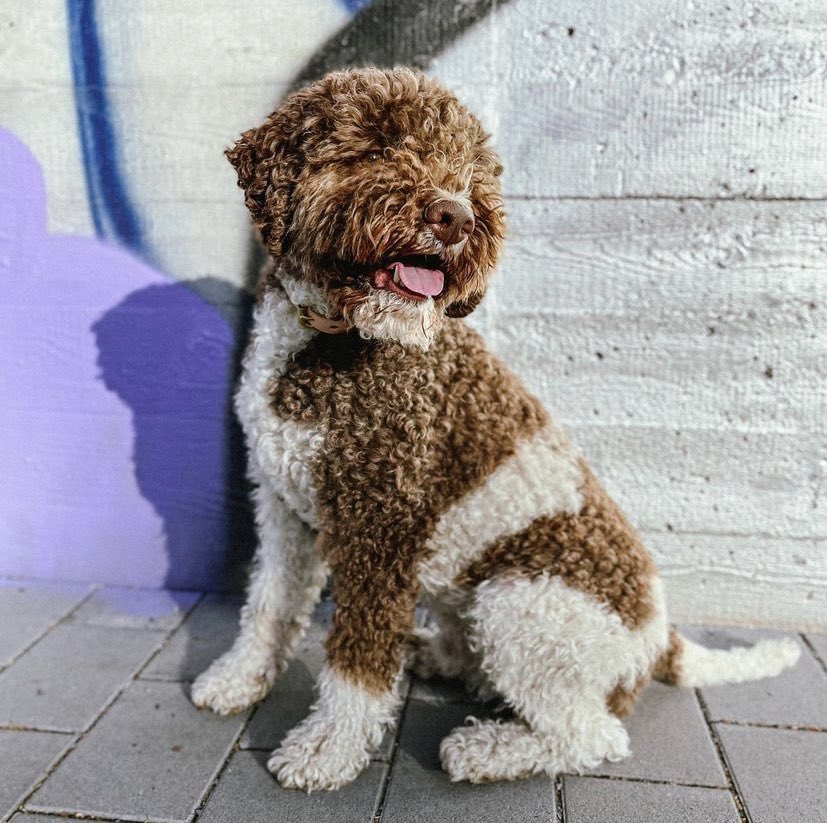 neutralxhigh's tweet photo. ☞ Tiene un perro que se llama Ketamina (Keta) y convive con el gato de su pareja. https://t.co/H3fsMua07L