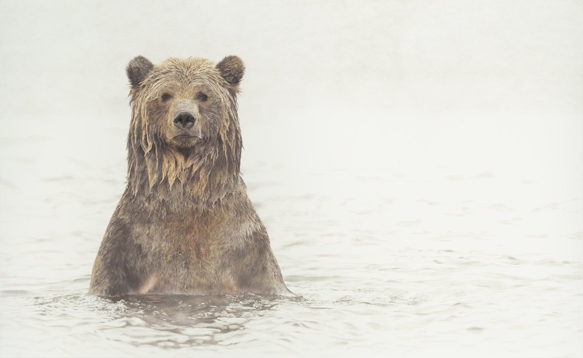 My latest and largest drawing is finally complete… ‘Big Dipper’ Sold to a collector in Wyoming. 
#grizzlybear #grizzly #bear #art #artwork #drawing #canada #usa #wildlifeart #artist #wildlifeartist