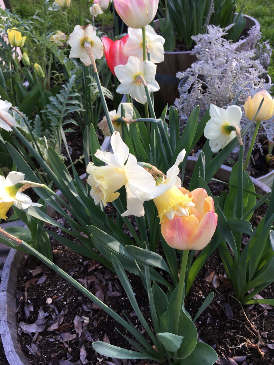 🌞Good morning!
#DailyFlowers 

 A neighborhood garden scene.